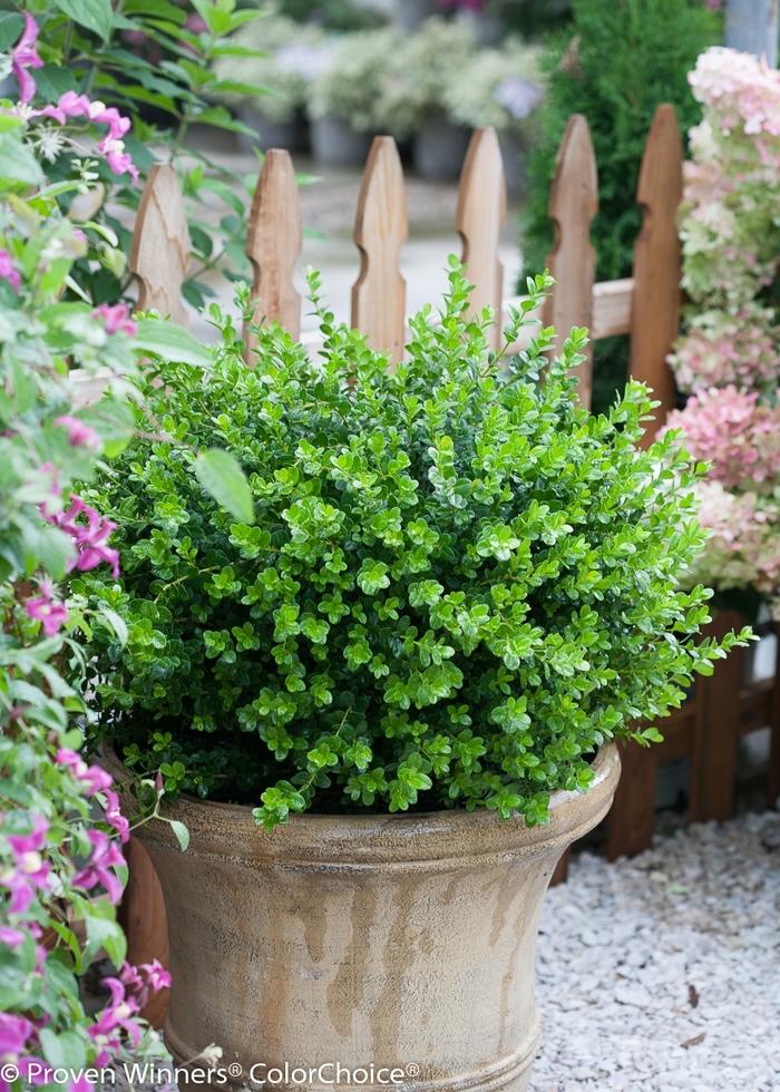 Buxus microphylla Sprinter&reg;