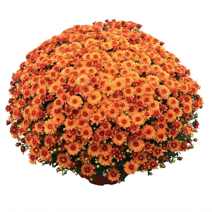 Chrysanthemum x morifolium Beverly&trade; Orange