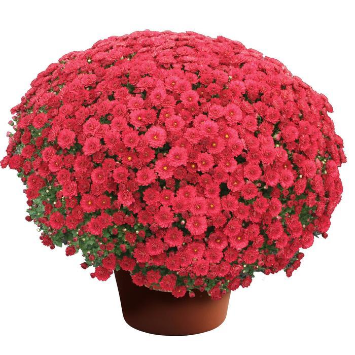 Chrysanthemum x morifolium Danielle&trade; Red