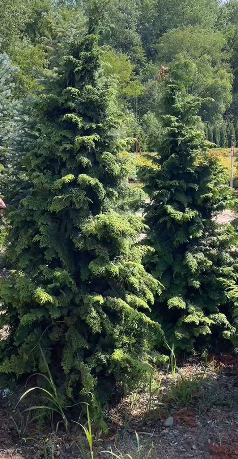 Chamaecypris obtusa 'Kosteri Fast Form' - from Great Lakes Landscape Supply