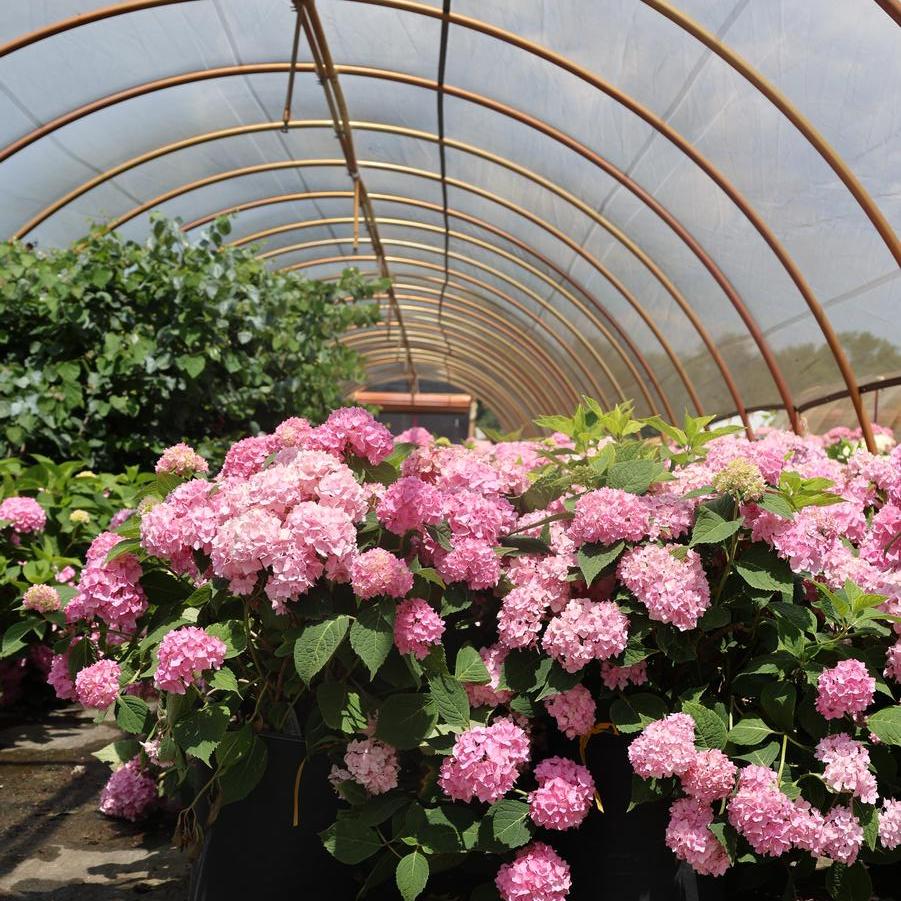 Hydrangea macrophylla 'Bailmer'