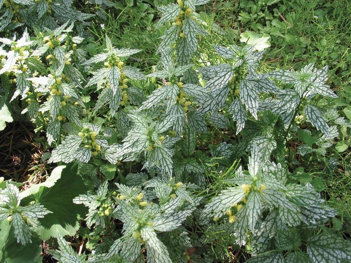 Lamiastrum galeobdolon Herman's Pride