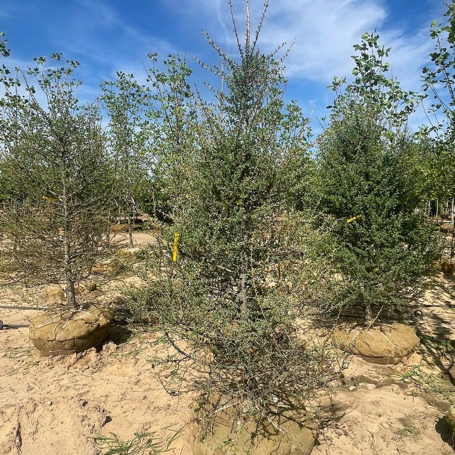 Larix laricina 