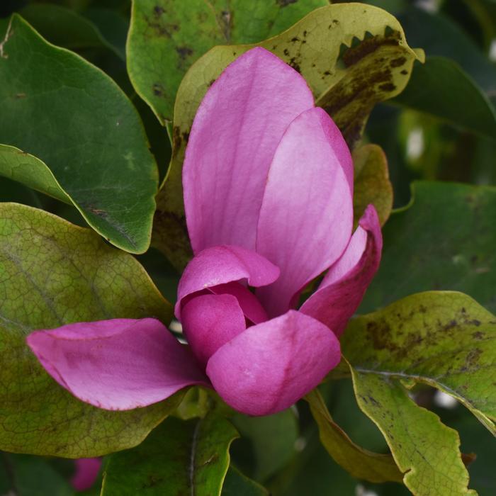 Magnolia liliflora x stellata Jane