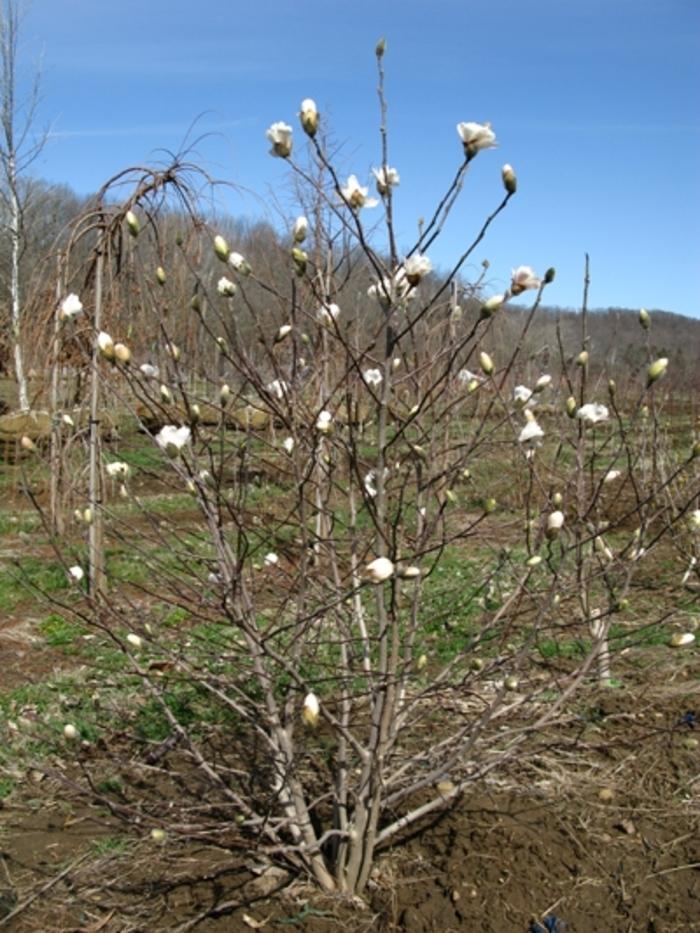 Magnolia stellata 