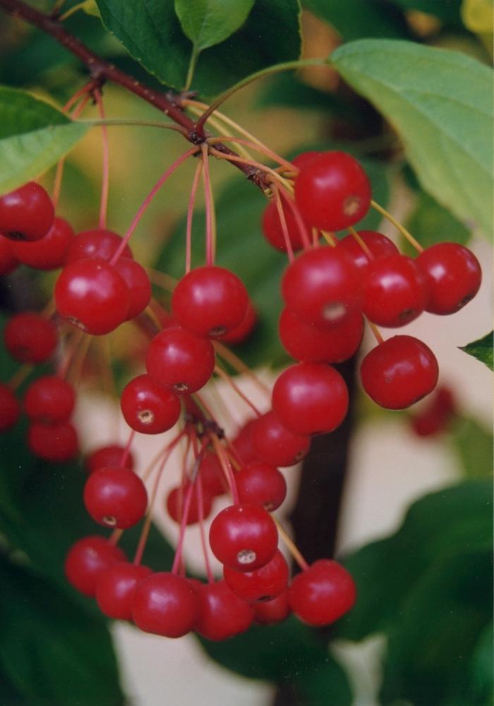 Malus Red Jewel&trade;