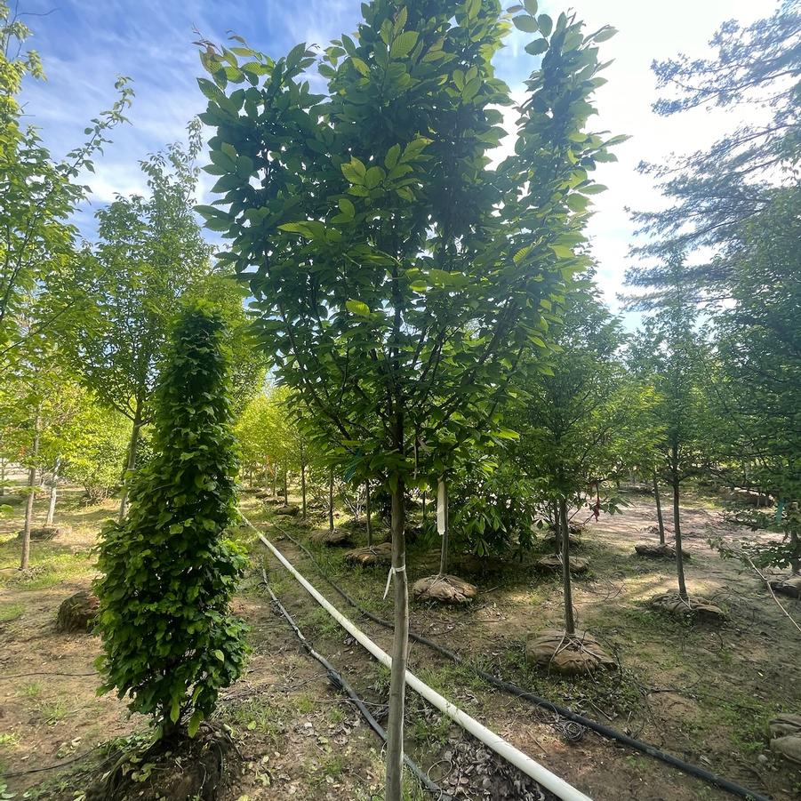 Ostrya virginiana 