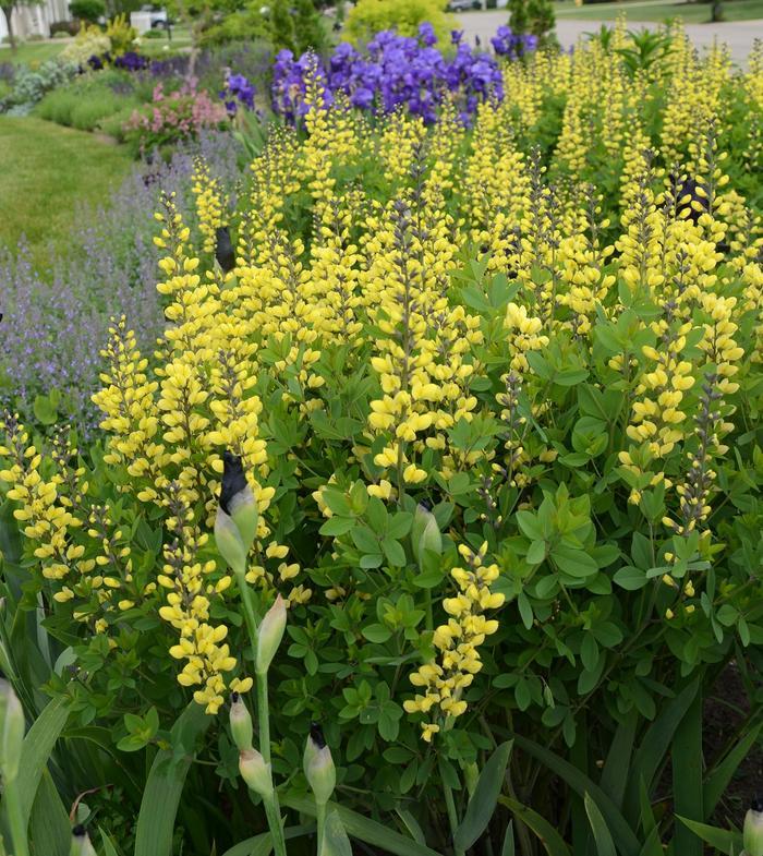 Baptisia Decadence&reg; Lemon Meringue