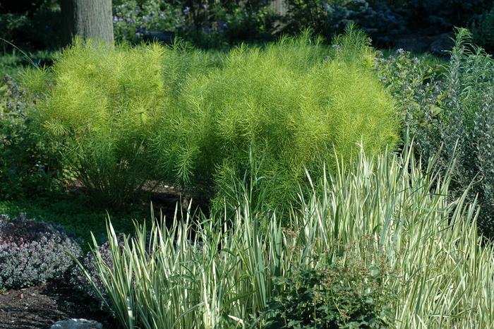Iris pallida Variegata