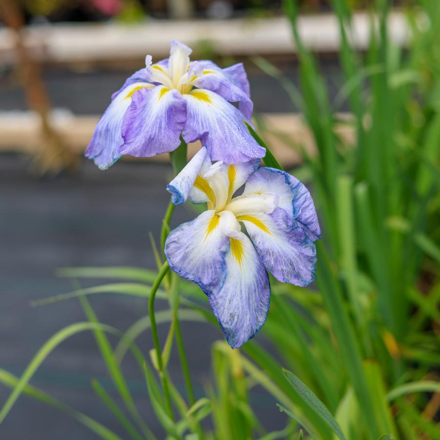 Iris x robusta 'Gerald Darby' - Iris from Great Lakes Landscape Supply