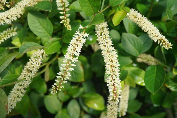 Itea virginica Scentlandia&reg;