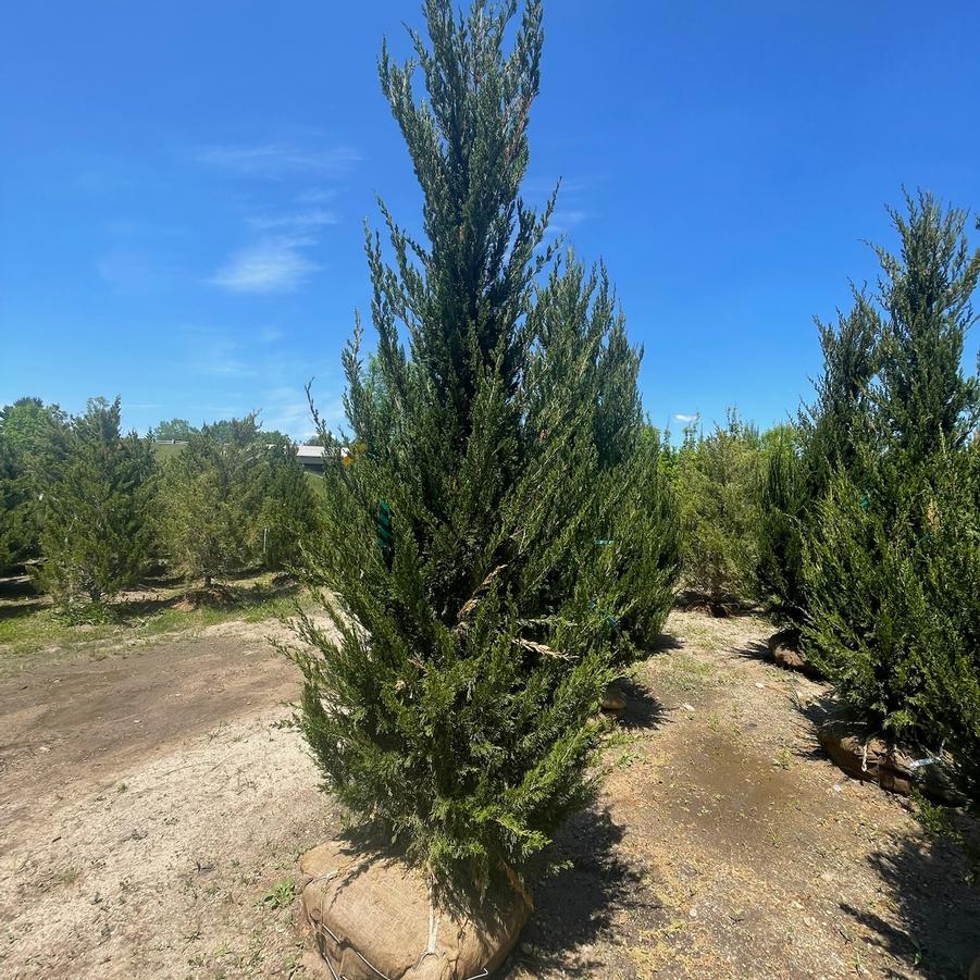 Juniperus chinensis 'Spartan' - Juniper from Great Lakes Landscape Supply