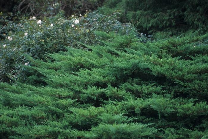 Juniperus chinensis Kallay's Compacta ('Pfitzer Kallay')