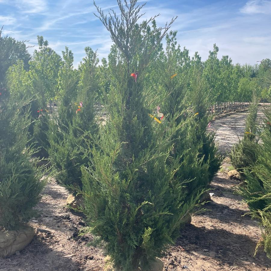 Juniperus virginiana 'Hillspire' - Red Cedar from Great Lakes Landscape Supply