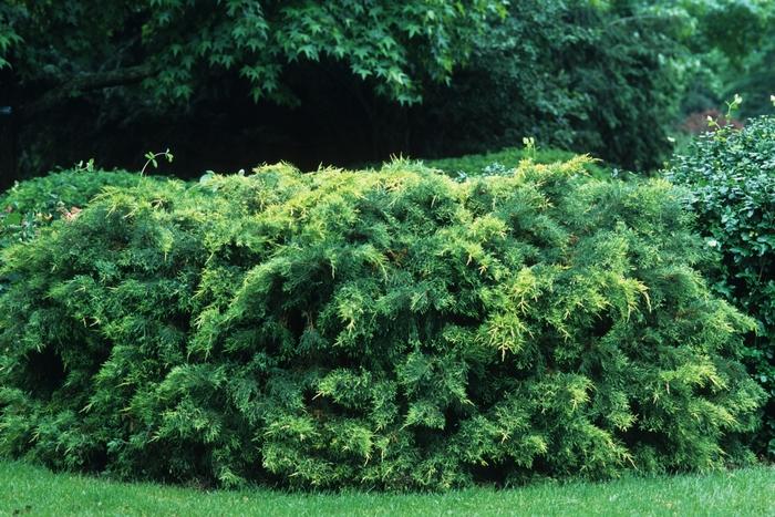 Juniperus chinensis Saybrook Gold