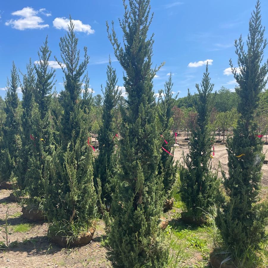 Juniperus chinensis 'Trautman' - Juniper from Great Lakes Landscape Supply