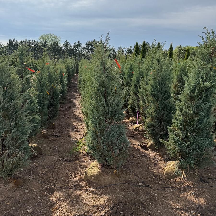 Juniperus scopulorum 'Moonglow' - Juniper from Great Lakes Landscape Supply