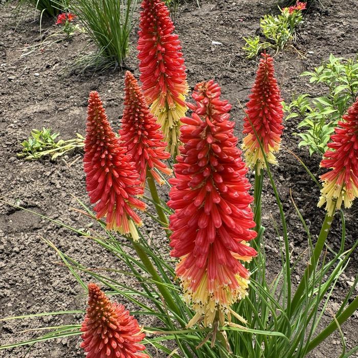 Kniphofia Pyromania&reg; Rocket's Red Glare