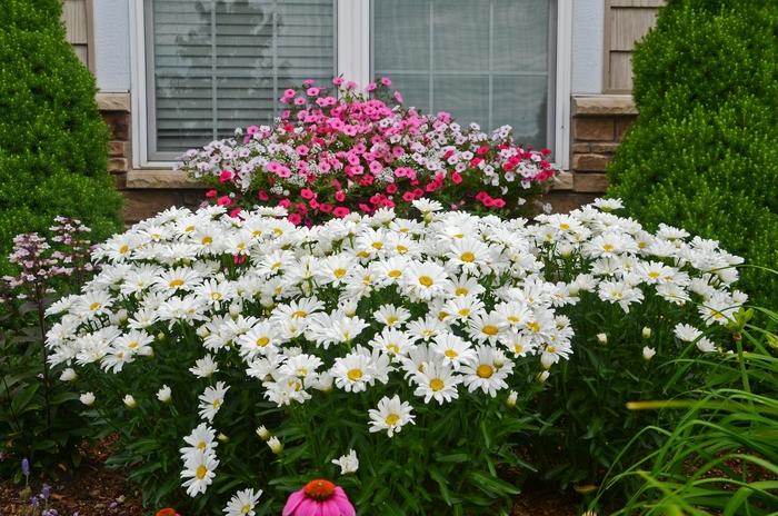 Leucanthemum x superbum Amazing Daisies&reg; Daisy May&reg;