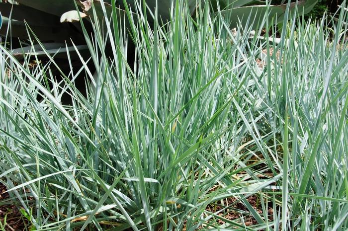 Leymus arenarius Blue Dune