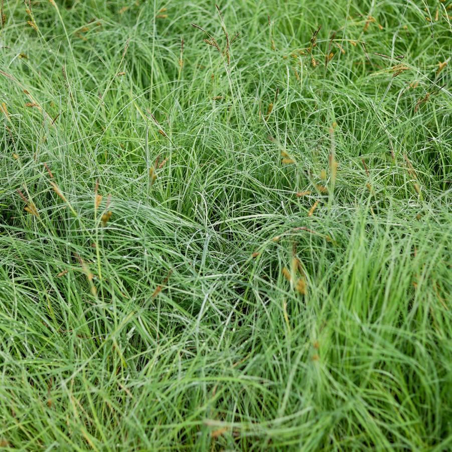 Carex pensylvanica - Pennsylvania Sedge from Great Lakes Landscape Supply