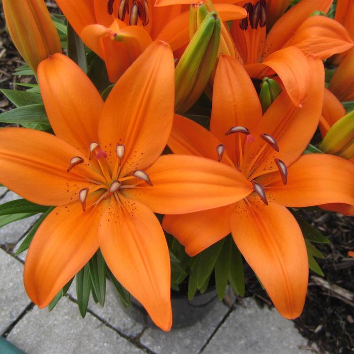 Lilium Matrix Orange&reg;