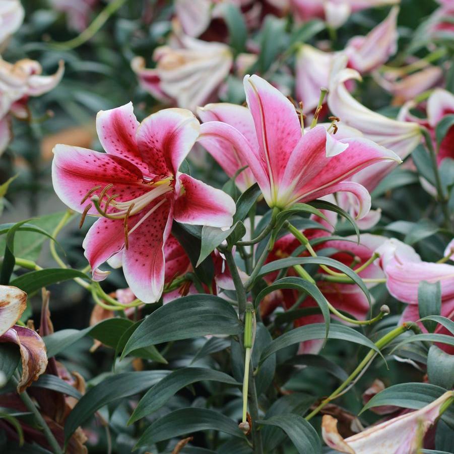 Lilium 'Star Gazer' - Oriental Lily from Great Lakes Landscape Supply