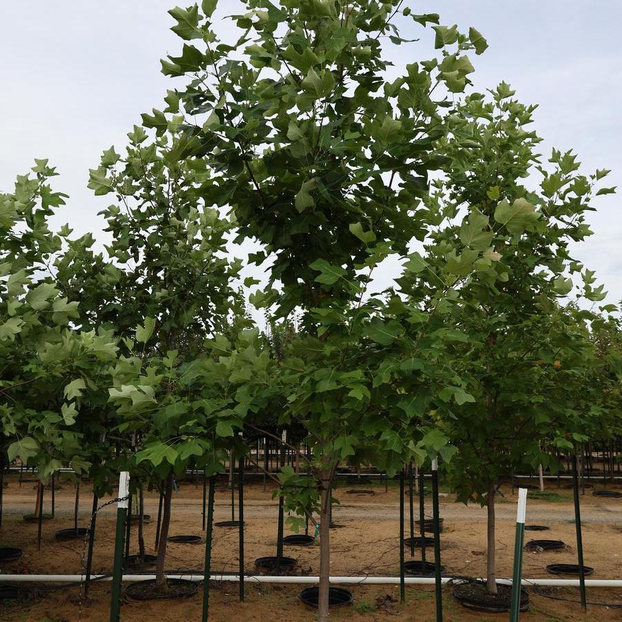 Liriodendron tulipifera 'Emerald City®' - Tulip Tree from Great Lakes Landscape Supply