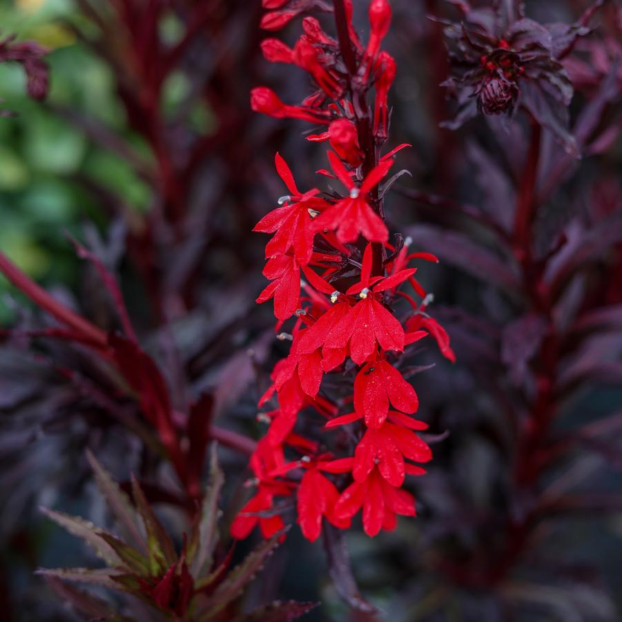Lobelia cardinalis 'Queen Victoria' - Cardinal Flower from Great Lakes Landscape Supply