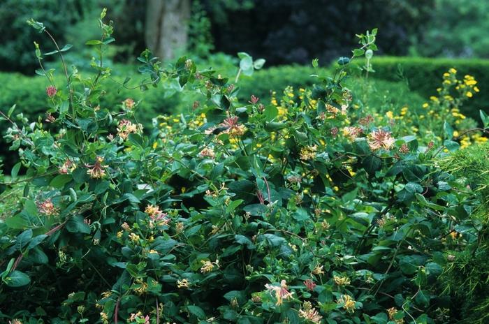 Lonicera x heckrottii Goldflame (American Beauty)