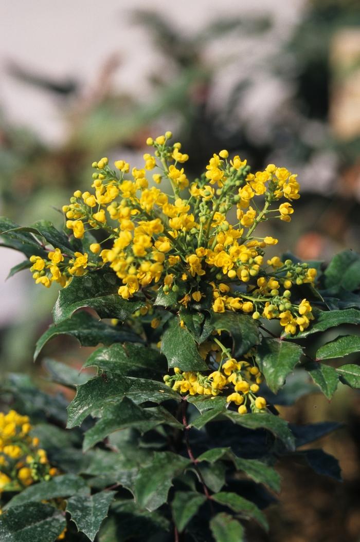 Mahonia aquifolium 