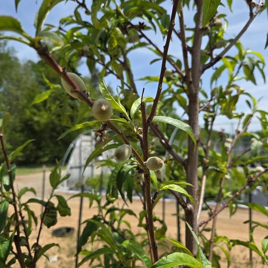 Malus domestica 'McIntosh' - Apple from Great Lakes Landscape Supply