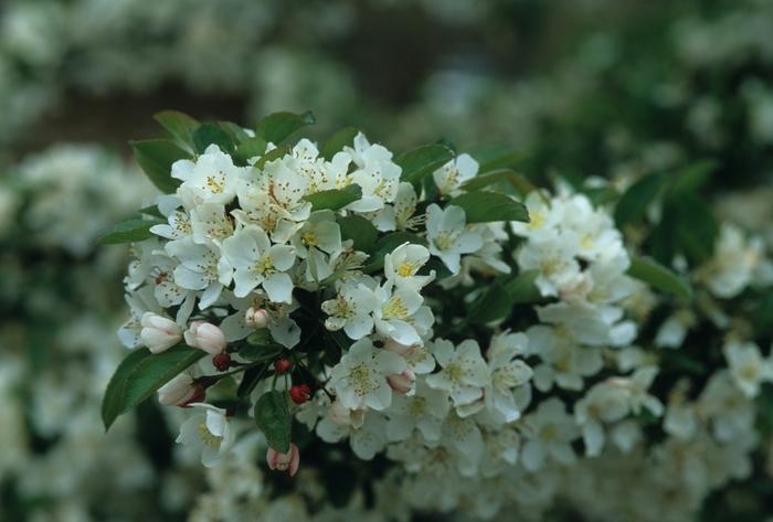 Malus sargentii Tina