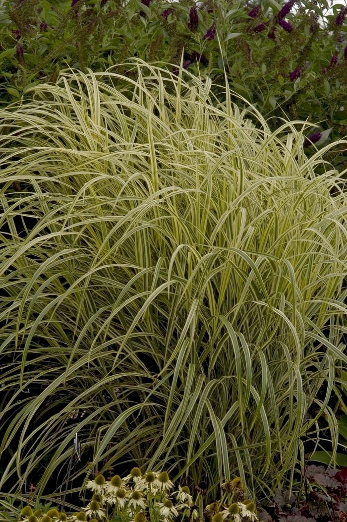 Miscanthus sinensis Dixieland