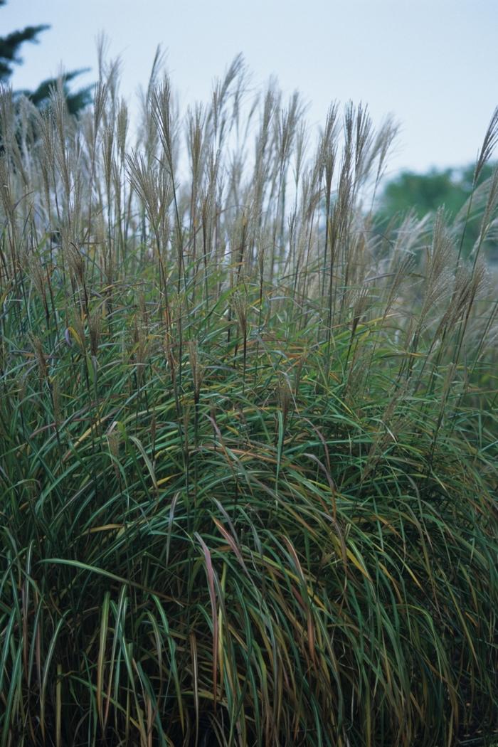 Miscanthus sinensis Silver Feather ('Silberfeder')
