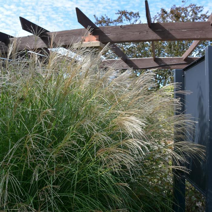 Miscanthus sinensis Adagio
