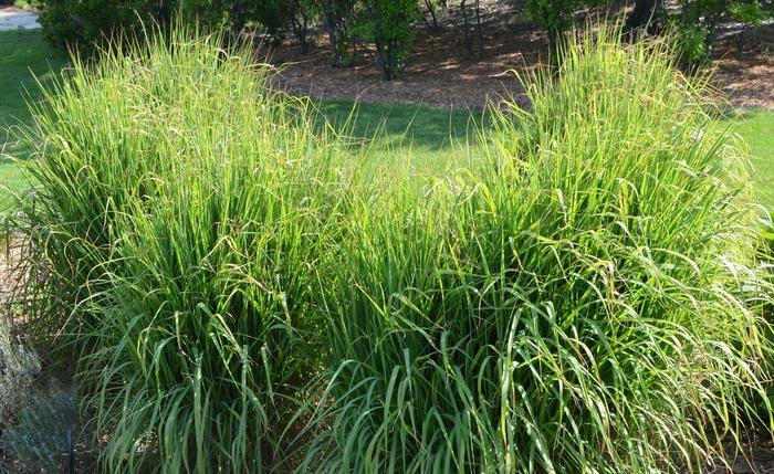 Miscanthus sinensis v. purpurascens 
