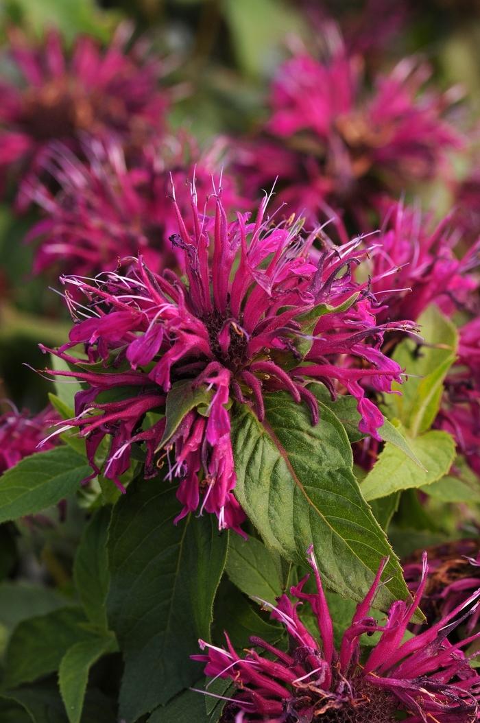 Monarda didyma Balmy&trade; Purple