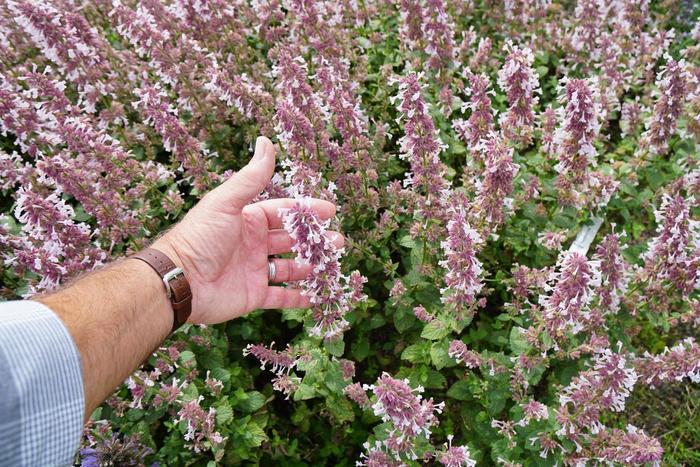 Nepeta x faassenii Whispurr&trade; Pink