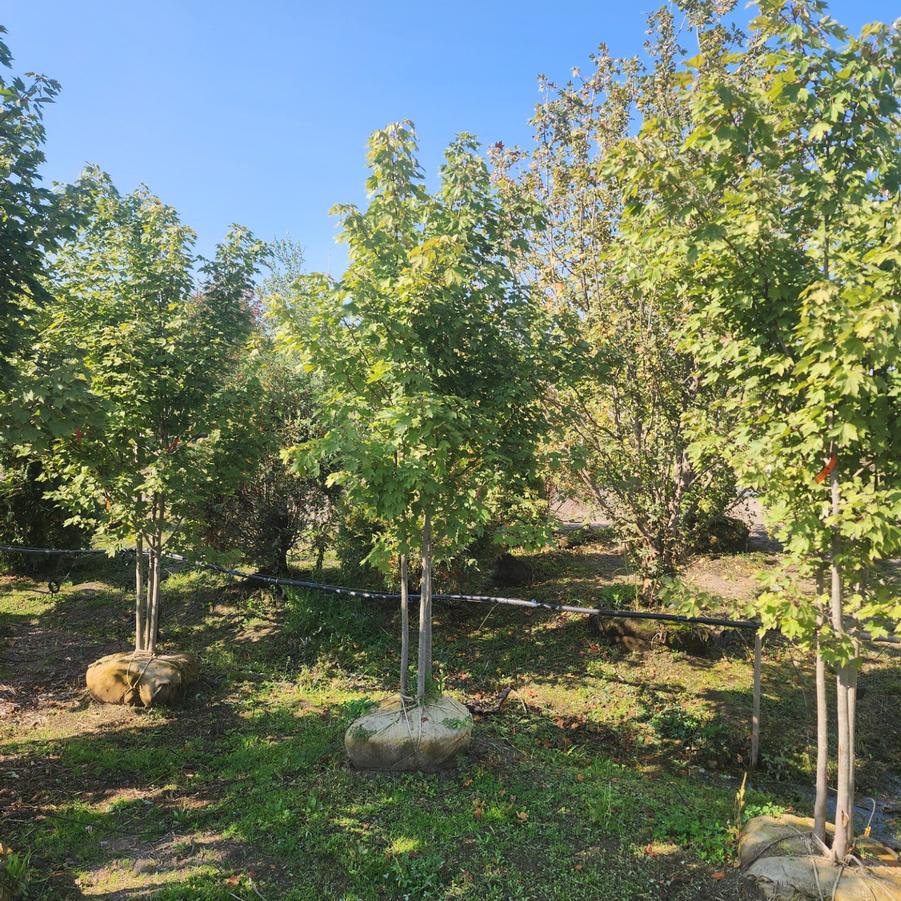 Acer rubrum 'October Glory' - Red Maple from Great Lakes Landscape Supply