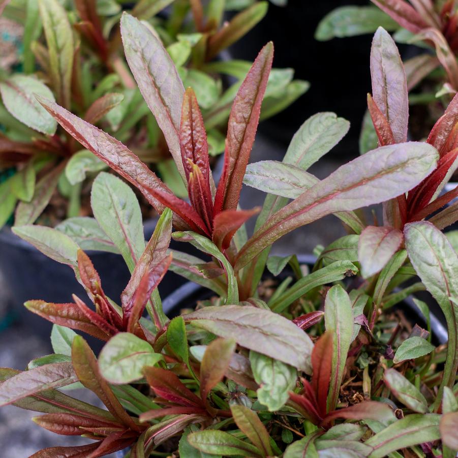 Ophiopogon planiscapus 'Black Beard' - Black Mondo Grass from Great Lakes Landscape Supply