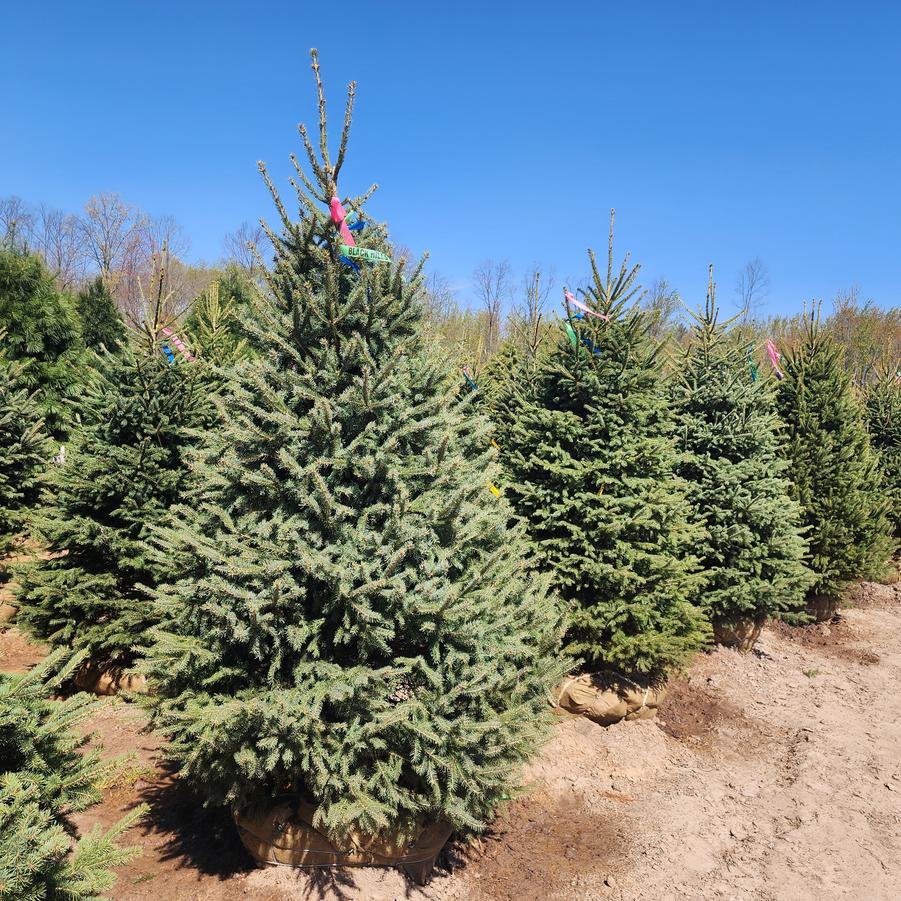 Picea glauca 'Densata' - Black Hills Spruce from Great Lakes Landscape Supply