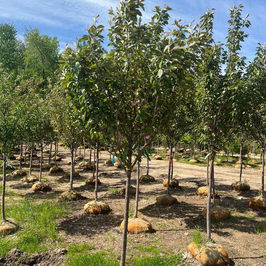 Prunus serrulata 'Kwanzan' - Flowering Cherry from Great Lakes Landscape Supply