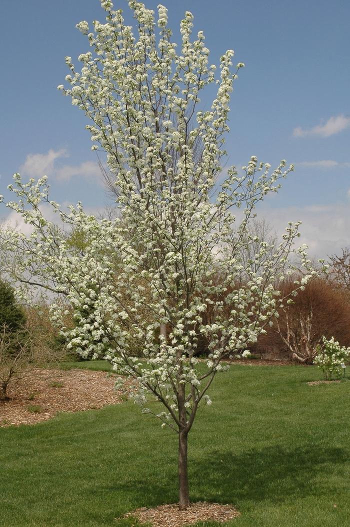 Pyrus calleryana Redspire