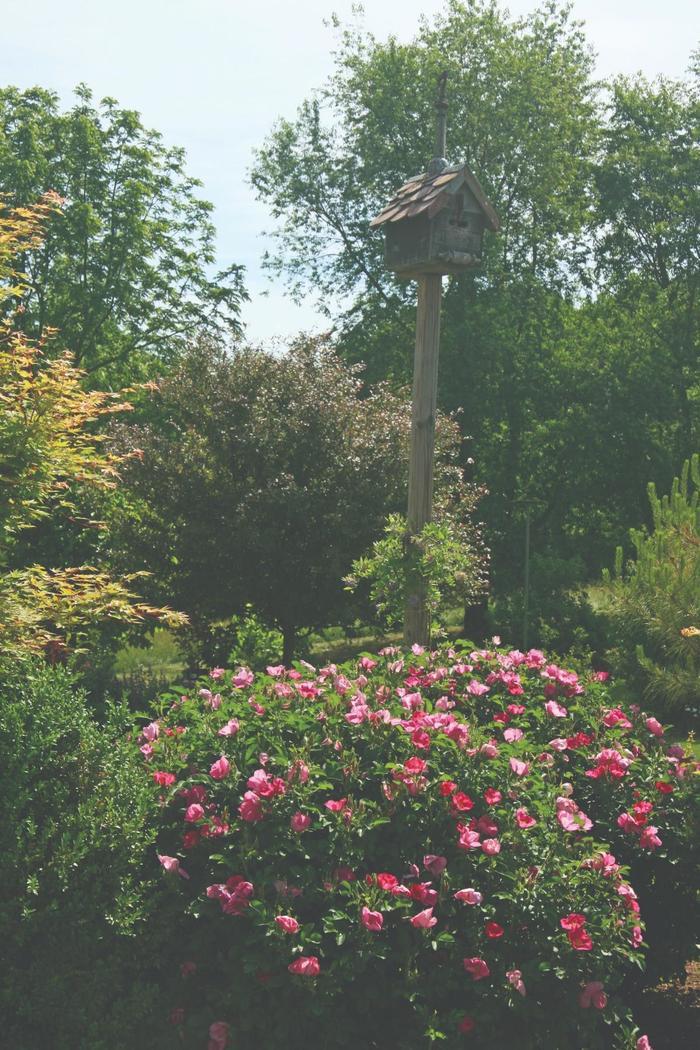 Rosa Raspberry Rugostar&reg;