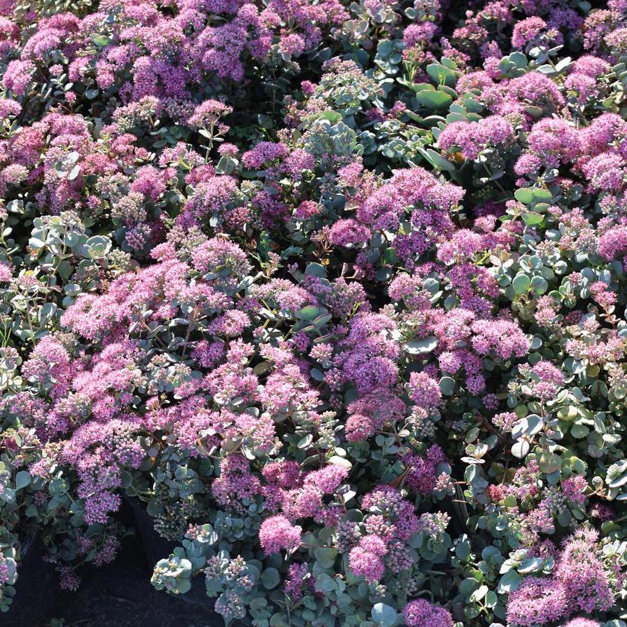Sedum sieboldii - October Daphne from Great Lakes Landscape Supply