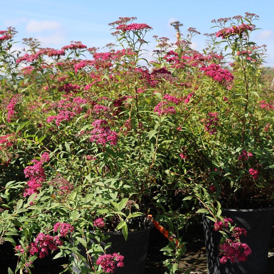 Spiraea x bumalda 'Anthony Waterer' - Spirea from Great Lakes Landscape Supply