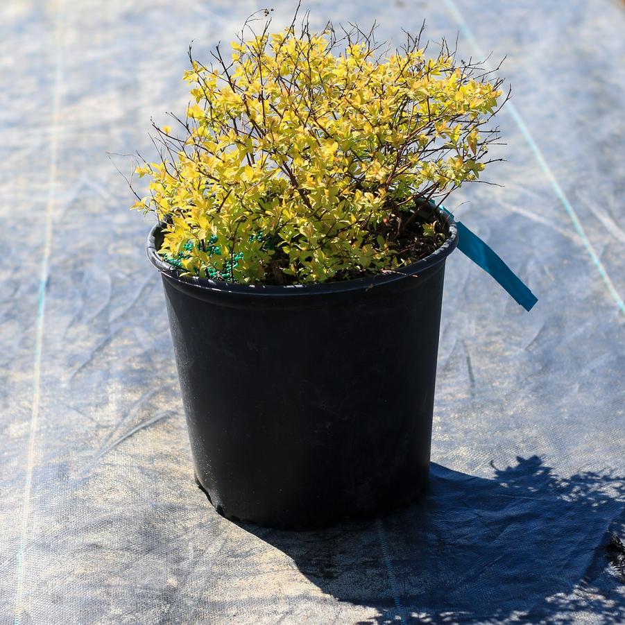 Spiraea japonica 'Goldmound' - Spirea from Great Lakes Landscape Supply