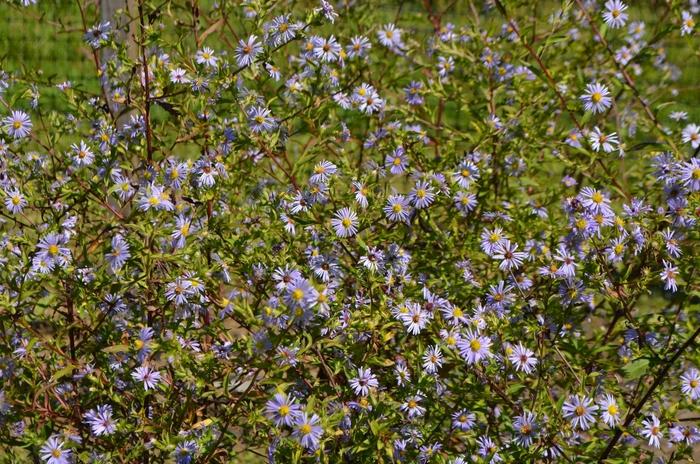 Symphyotrichum puniceum 