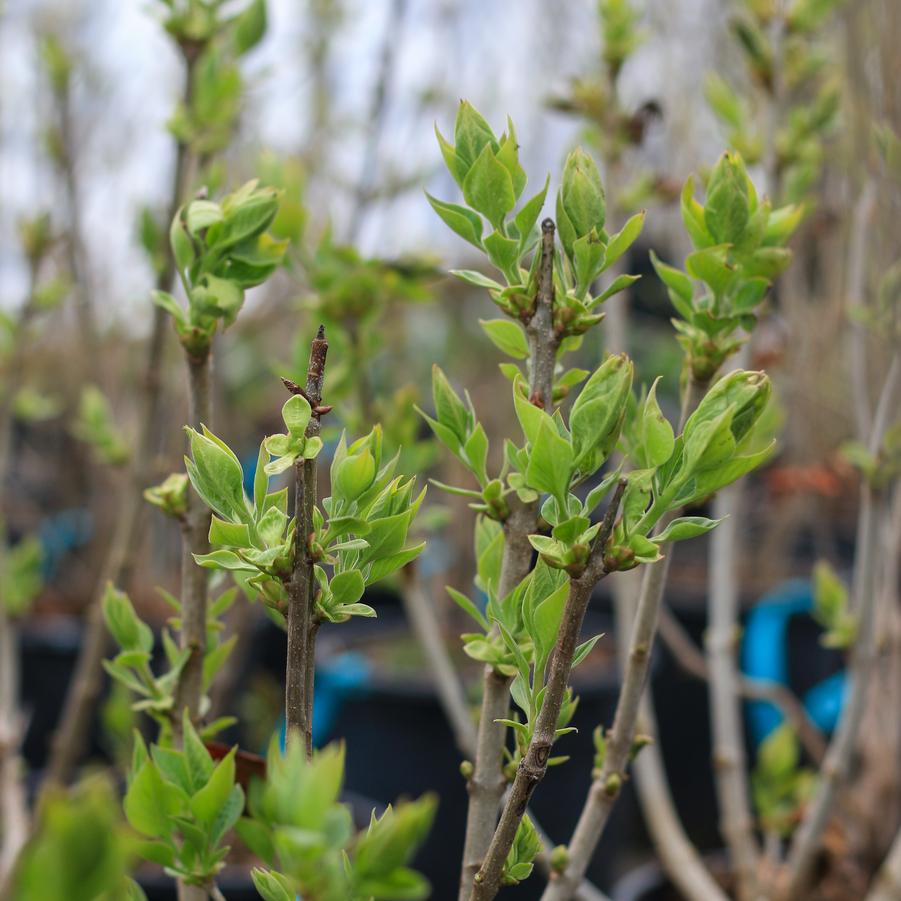 Syringa vulgaris 'Charles Joly' - Lilac from Great Lakes Landscape Supply